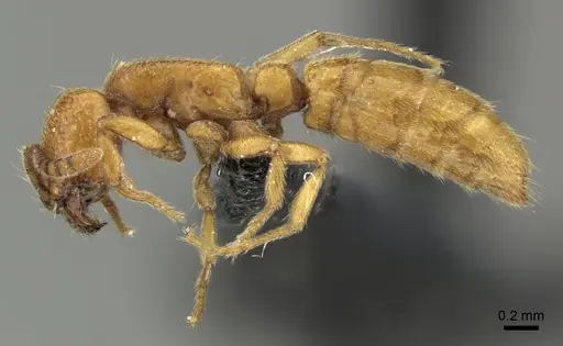 Yunodorylus sexspinus specimen CASENT0235338 image casent0235338_3