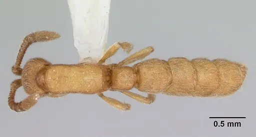 Zasphinctus asper specimen CASENT0173051 image casent0173051_1