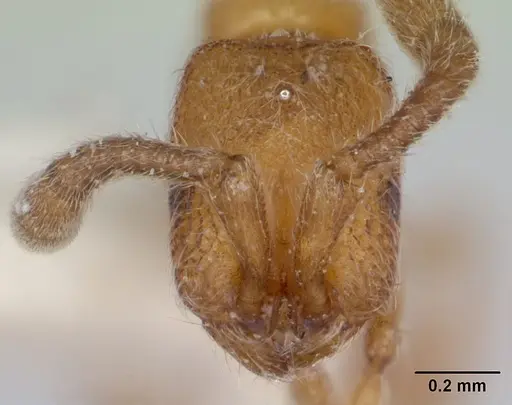 Zasphinctus asper specimen CASENT0173051 image casent0173051_2