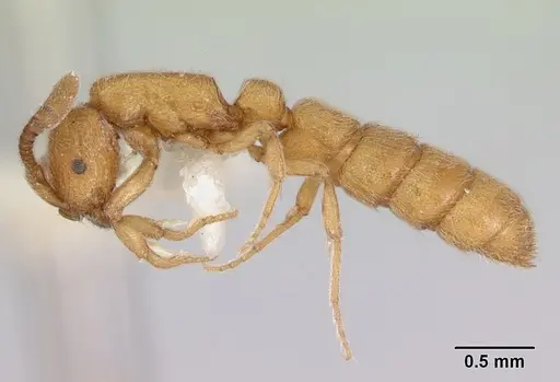 Zasphinctus asper specimen CASENT0173051 image casent0173051_3