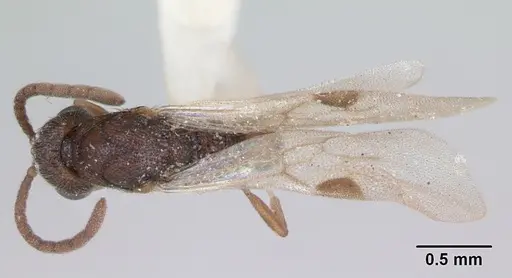 Zasphinctus asper specimen CASENT0173052 image casent0173052_1