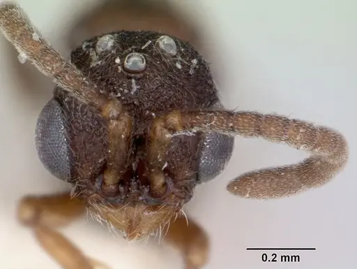 Zasphinctus asper specimen CASENT0173052 image casent0173052_2