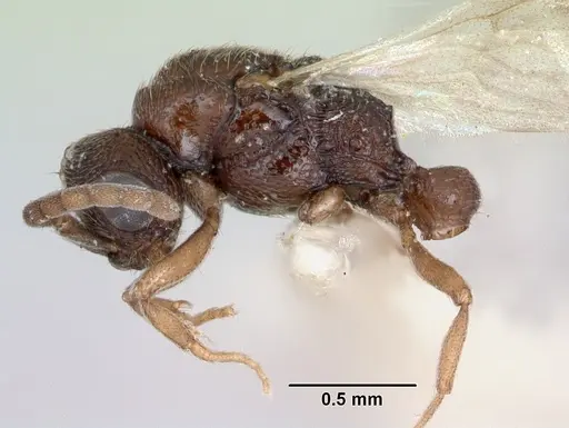 Zasphinctus asper specimen CASENT0173052 image casent0173052_3