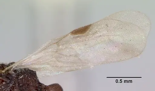 Zasphinctus asper specimen CASENT0173052 image casent0173052_4