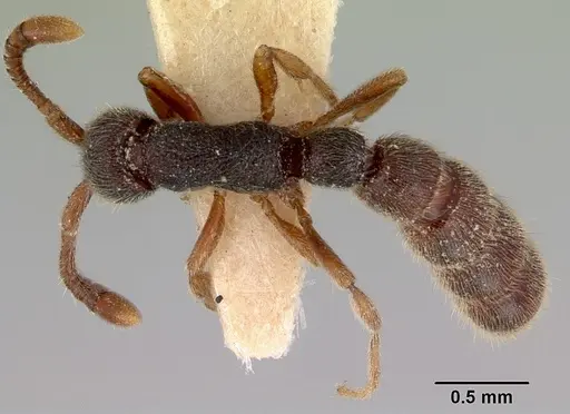 Zasphinctus caledonicus specimen CASENT0172078 image casent0172078_1