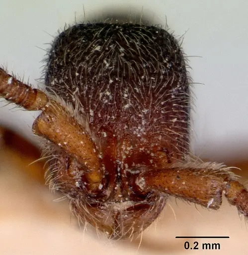 Zasphinctus caledonicus specimen CASENT0172078 image casent0172078_2