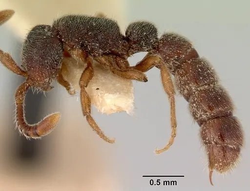 Zasphinctus caledonicus specimen CASENT0172078 image casent0172078_3