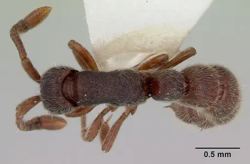Zasphinctus caledonicus specimen CASENT0172109 image casent0172109_1