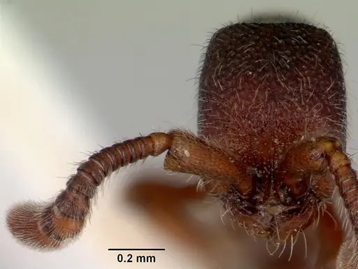 Zasphinctus caledonicus specimen CASENT0172109 image casent0172109_2