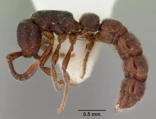 Zasphinctus caledonicus specimen CASENT0172109 image casent0172109_3