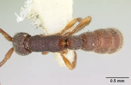 Zasphinctus caledonicus specimen CASENT0173053 image casent0173053_1