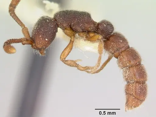 Zasphinctus caledonicus specimen CASENT0173053 image casent0173053_3