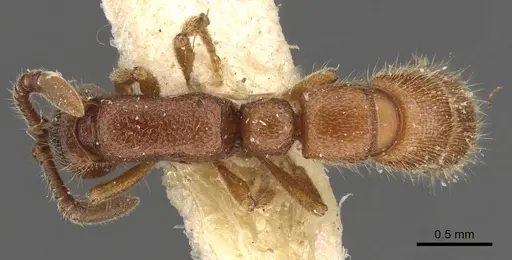 Zasphinctus cedaris specimen CASENT0907042 image casent0907042_1