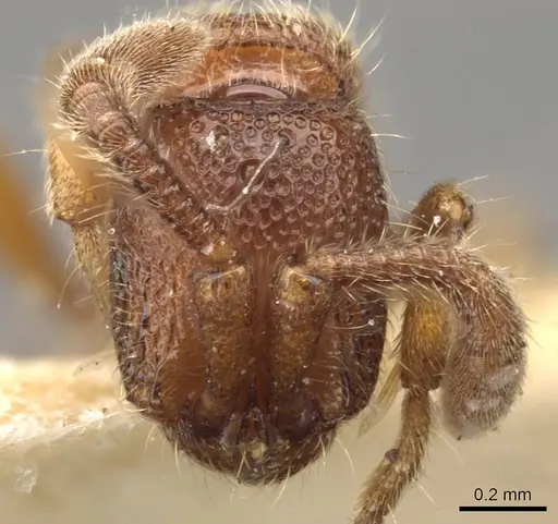 Zasphinctus cedaris specimen CASENT0907042 image casent0907042_2