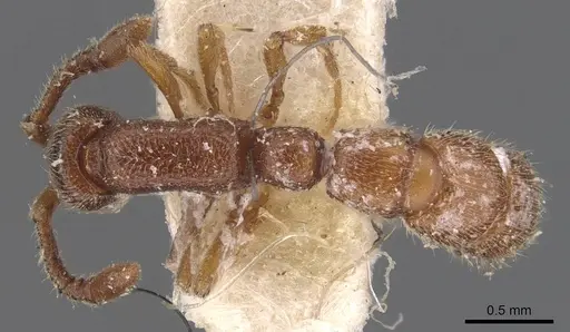 Zasphinctus cedaris specimen CASENT0907123 image casent0907123_1