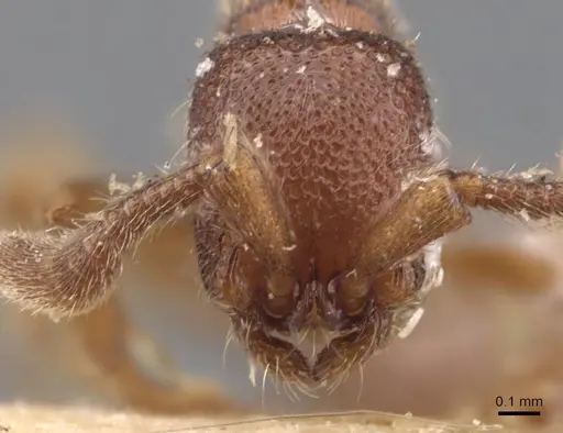 Zasphinctus cedaris specimen CASENT0907123 image casent0907123_2