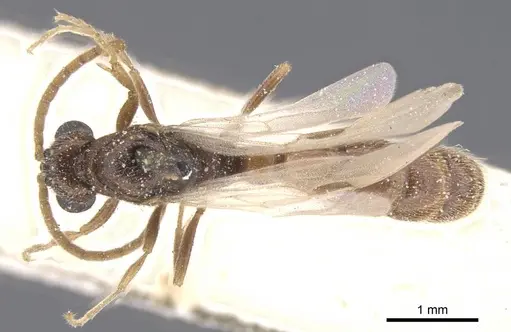 Zasphinctus chariensis specimen CASENT0911269 image casent0911269_1