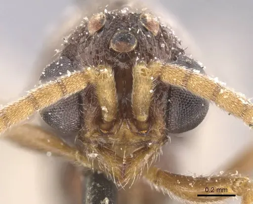 Zasphinctus chariensis specimen CASENT0911269 image casent0911269_2