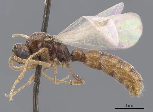 Zasphinctus chariensis specimen CASENT0911269 image casent0911269_3