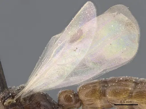 Zasphinctus chariensis specimen CASENT0911269 image casent0911269_4