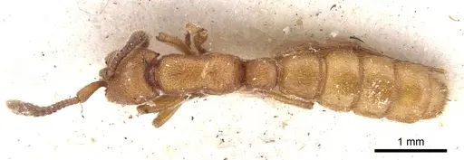 Zasphinctus clarus specimen CASENT0902769 image casent0902769_1
