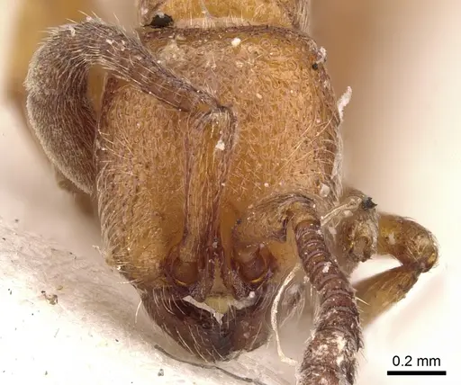 Zasphinctus clarus specimen CASENT0902769 image casent0902769_2