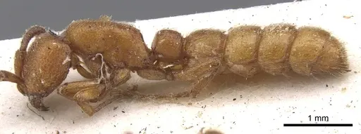Zasphinctus clarus specimen CASENT0902769 image casent0902769_3