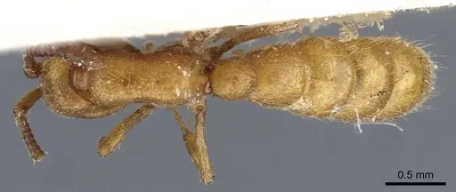Zasphinctus clarus specimen CASENT0907034 image casent0907034_1