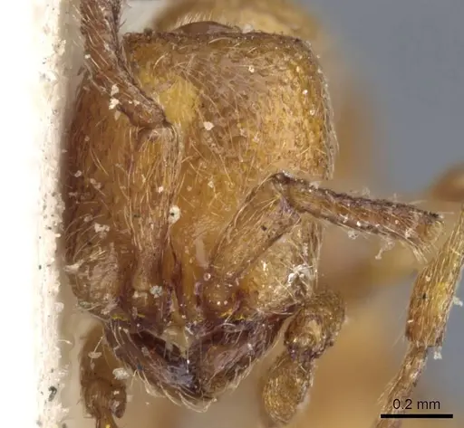 Zasphinctus clarus specimen CASENT0907034 image casent0907034_2
