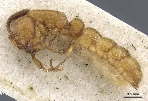 Zasphinctus clarus specimen CASENT0907034 image casent0907034_3