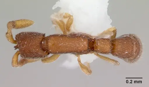 Zasphinctus cribratus specimen CASENT0173054 image casent0173054_1