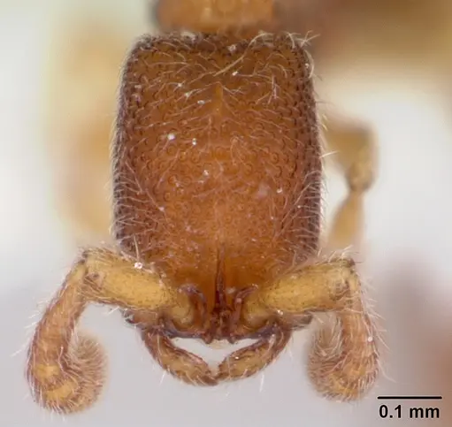 Zasphinctus cribratus specimen CASENT0173054 image casent0173054_2