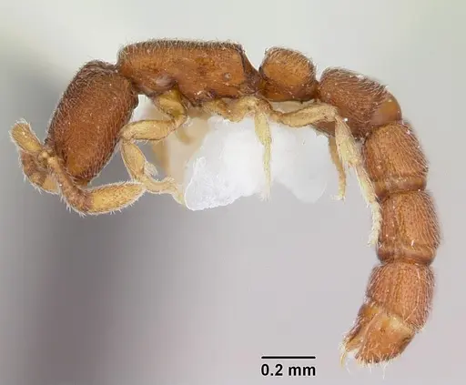 Zasphinctus cribratus specimen CASENT0173054 image casent0173054_3