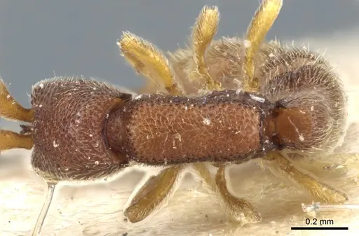 Zasphinctus cribratus specimen CASENT0903771 image casent0903771_1