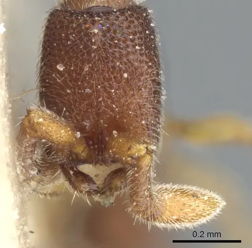 Zasphinctus cribratus specimen CASENT0903771 image casent0903771_2