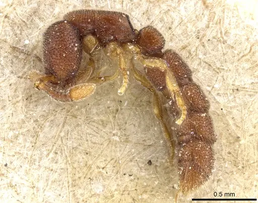Zasphinctus cribratus specimen CASENT0903771 image casent0903771_3
