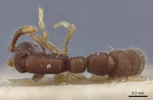 Zasphinctus cribratus specimen CASENT0916711 image casent0916711_1