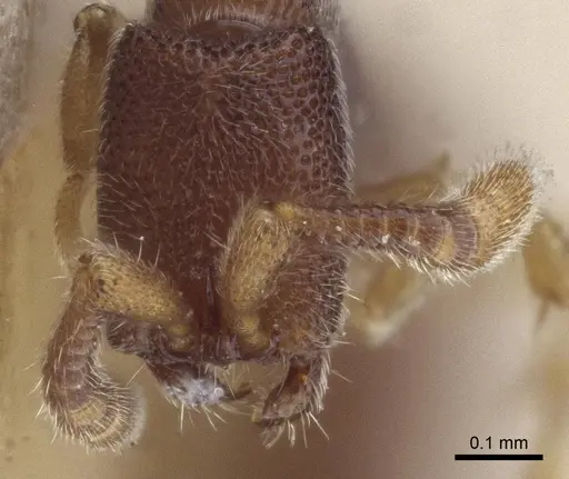 Zasphinctus cribratus specimen CASENT0916711 image casent0916711_2