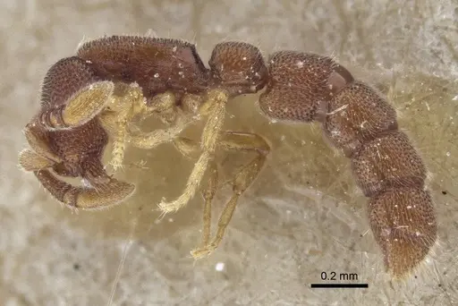 Zasphinctus cribratus specimen CASENT0916711 image casent0916711_3