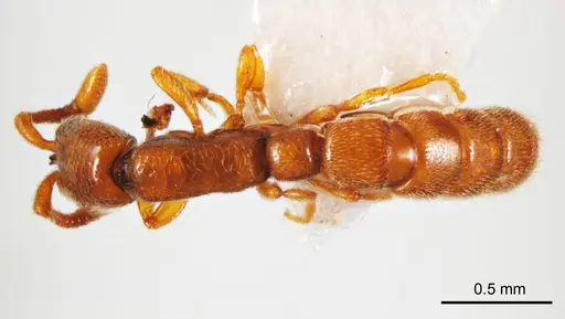 Zasphinctus duchaussoyi specimen ANTWEB1008718 image antweb1008718_1