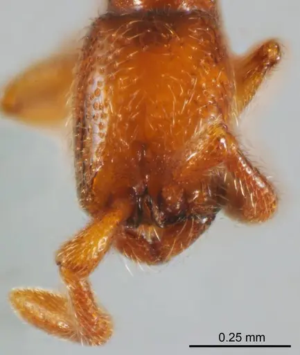 Zasphinctus duchaussoyi specimen ANTWEB1008718 image antweb1008718_2