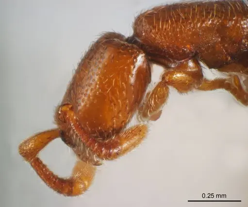 Zasphinctus duchaussoyi specimen ANTWEB1008718 image antweb1008718_3