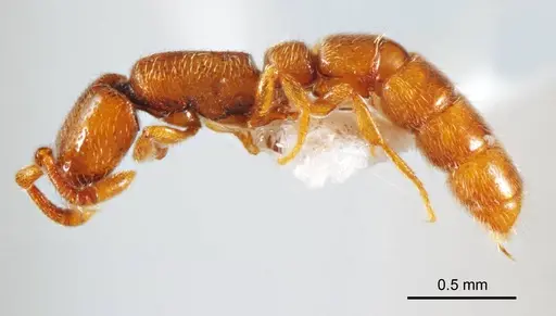 Zasphinctus duchaussoyi specimen ANTWEB1008718 image antweb1008718_4