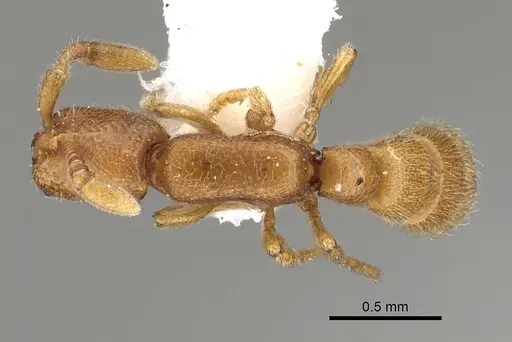 Zasphinctus duchaussoyi specimen CASENT0249325 image casent0249325_1