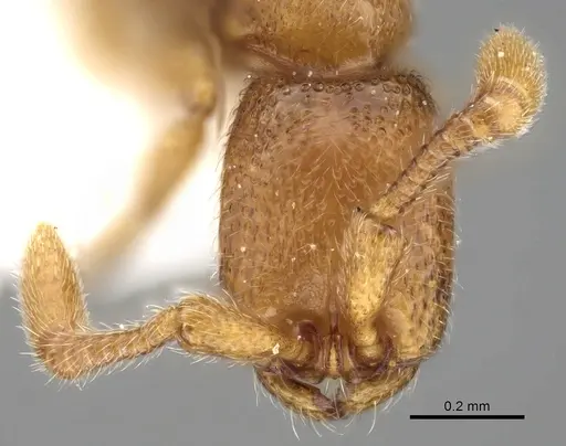 Zasphinctus duchaussoyi specimen CASENT0249325 image casent0249325_2