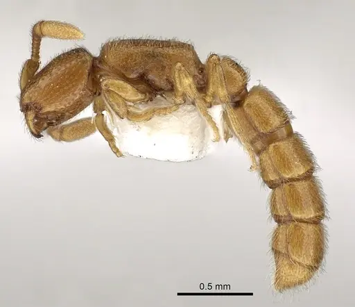 Zasphinctus duchaussoyi specimen CASENT0249325 image casent0249325_3