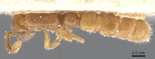Zasphinctus duchaussoyi specimen CASENT0911270 image casent0911270_1