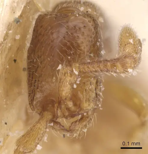 Zasphinctus duchaussoyi specimen CASENT0911270 image casent0911270_2