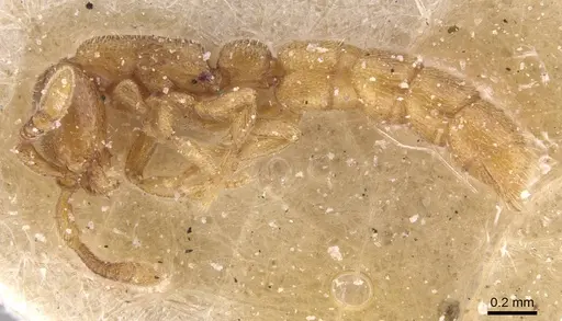 Zasphinctus duchaussoyi specimen CASENT0911270 image casent0911270_3