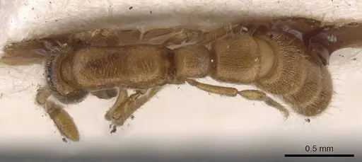 Zasphinctus duchaussoyi specimen CASENT0915331 image casent0915331_1
